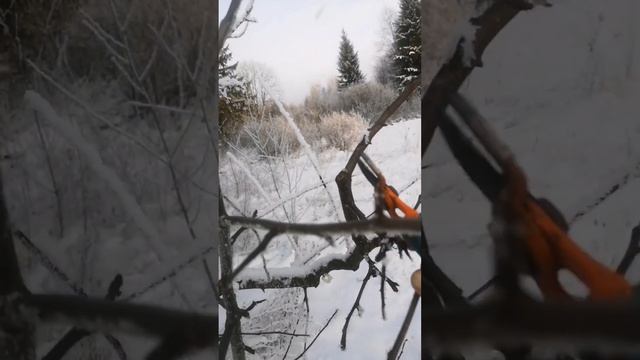 Яблоня с самым крупным яблоком. смотреть онлайн