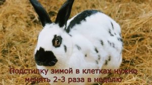 РАЗВЕДЕНИЕ КРОЛИКОВ - Топ 30 советов по содержанию, уходу и кормлению!