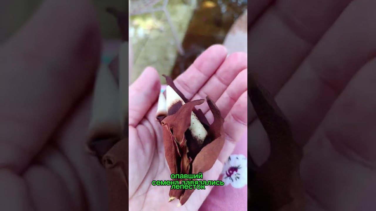 Хотите зарядиться позитивом, набраться сил? Посетите Парк Галицкого!  06.07.2024г.