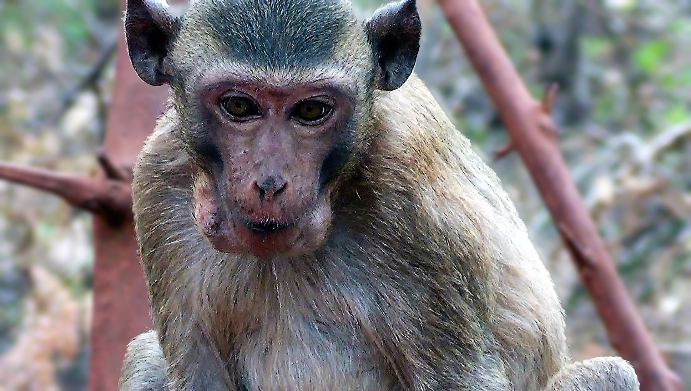 Наглые и хитрые обезьяны в Таиланде!