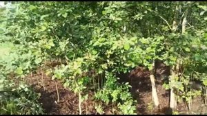 Живая изгородь из дикорастущей поросли