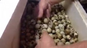 ^1-Какой инкубатор лучше-НЕСУШКА или БЛИЦ-НОРМА72