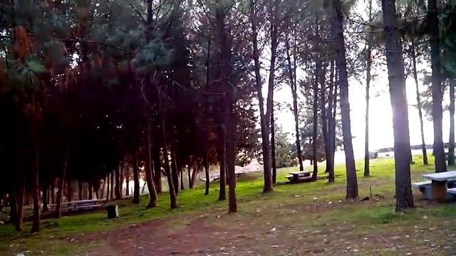 Израильский лес смотреть онлайн