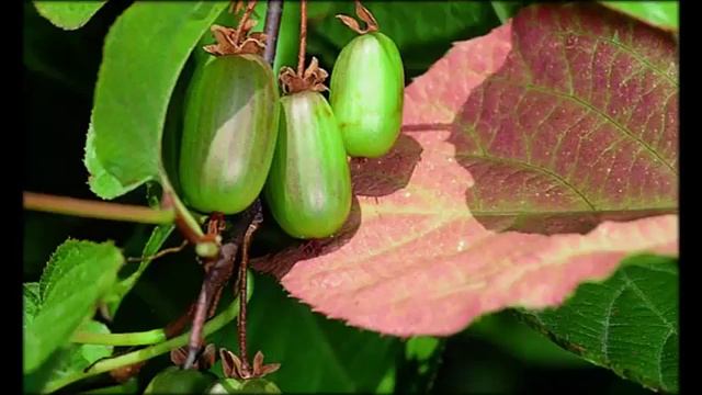 Фото Лианы Клевцовой смотреть онлайн