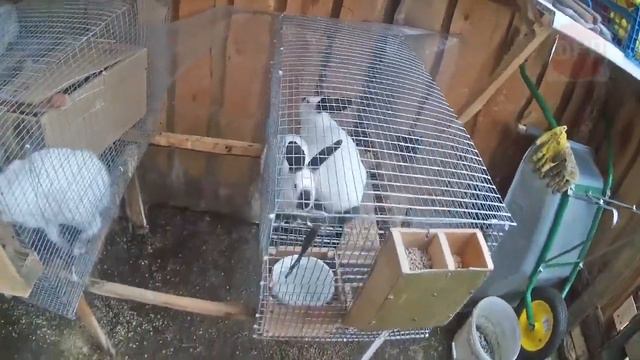 про село - ЭКСКЛЮЗИВНЫЕ КЛЕТКИ для кроликов / сельхоз-влог / ЛПХ / жизнь в россии / будни фермеров смотреть онлайн