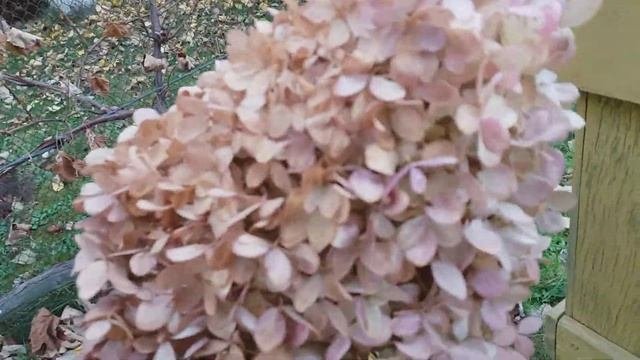 Обзор октябрьского сада. Цветущие розы:Леонардо да Винчи, Барок, Вестерленд, Лавилла Кота,Помпонелл