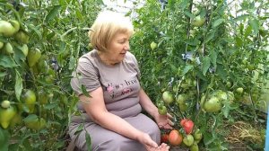 И ВСЁ ЖЕ! КОГДА ОБРЫВАЕМ НИЖНИЕ ЛИСТЬЯ ТОМАТОВ? СОРТ БОЛГАРСКОЕ ЧУДО!
