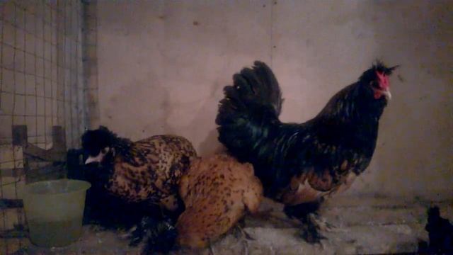 Павловские золотистые. смотреть онлайн