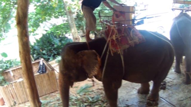 Пхукет. Храмы. Катание на слонах. смотреть онлайн