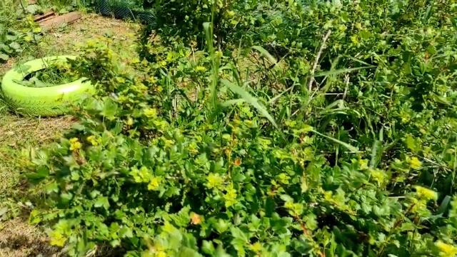 ДАЧА 🏡 ОБЗОР 🍓🥦🍆 ИЮНЬ 2021 смотреть онлайн