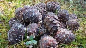 Добыча кедрового ореха