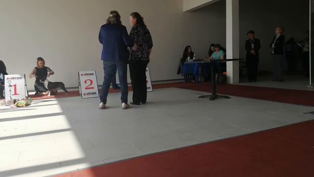 МОНО Бостон терьер - 20.04.19