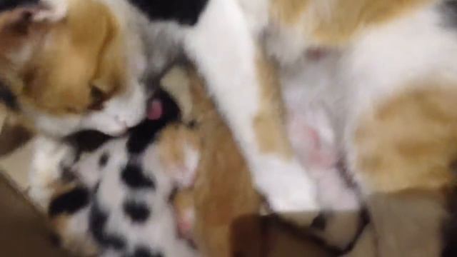 Моя кошка родила котят смотреть онлайн