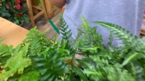 Папоротники - растения, которые пережили динозавров. Как подружиться с папоротниками и обзор сортов