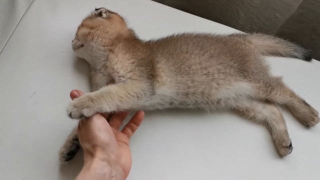 Как мурчит вислоухий котенок (золотая шиншилла)