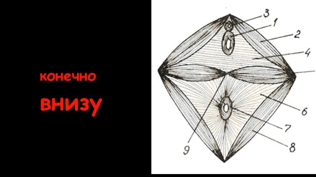 Тайные женские мышцы.