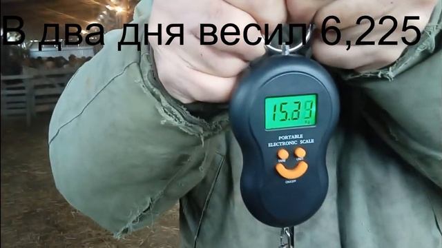 Взвешивание ягнят в месячном возрасте.| Мясная порода овец смотреть онлайн