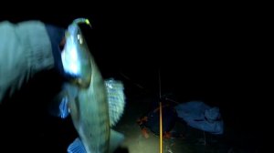 Воблеры ВЫЩЕЛКИВАЮТ СУДАКА Рыбалка на НОЧНОГО СУДАКА 2021