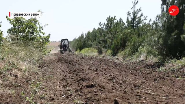 В Запорожской области высаживают новые лесополосы
