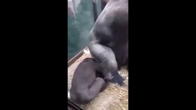 Спаривание Ержана смотреть онлайн