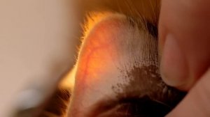 Home blood glucose testing for your cat