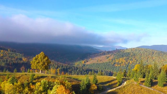 Dan Gibsons Solitudes - Spruce Woods  Forest Guitar