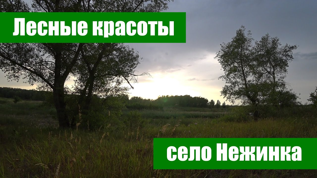 Лесные красоты села Нежинка Оренбургского района (10 км от Оренбурга)