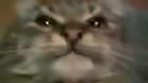 Кит ты маму мав (оригинал мем)