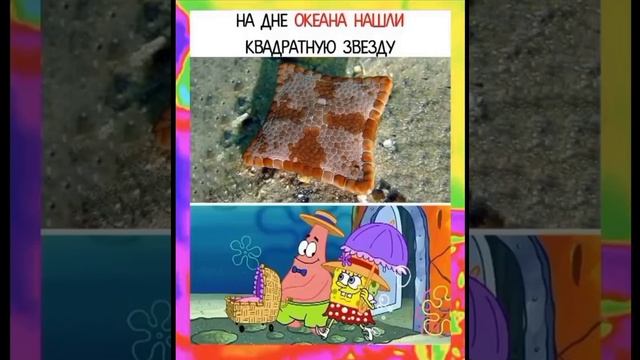 МЕМ ИЗ ТИК ТОКА