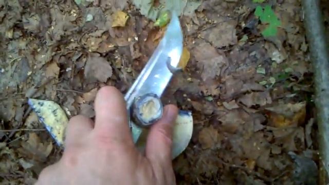 Желчный гриб. Отличие от белого. смотреть онлайн