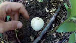 ГРИБ МЛЕЧНИК ОБЫКНОВЕННЫ сбор летом,