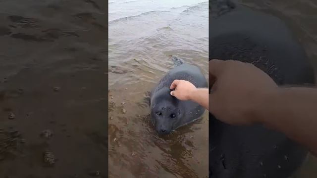 Уставший нерпенок Нижнеангарск