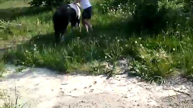 Конь или Понь? Девы - садитесь смело смотреть онлайн