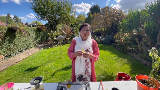 Growing Stevia Plant And Extracting its Sweetness - Many Benefits  | Malang Log Official смотреть онлайн