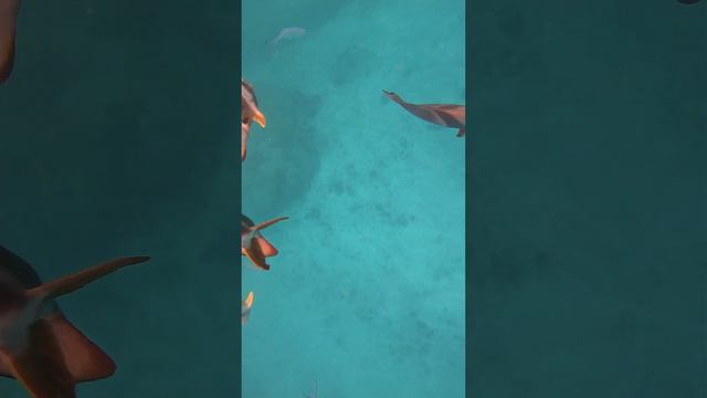 Snorkeling at Coco Island - Seychelles #море #пальмы #райскиеострова смотреть онлайн