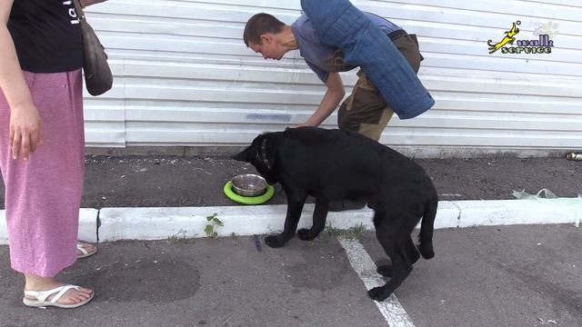 Овчарка Гектор , пищевая агрессия смотреть онлайн