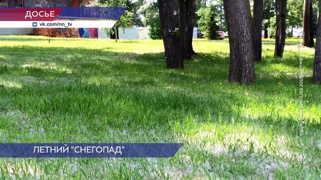 Тополиный пух может представлять большую опасность для человека