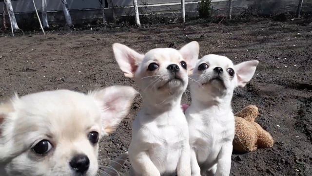 Пандора,Посейдон,Персей 2 мес смотреть онлайн