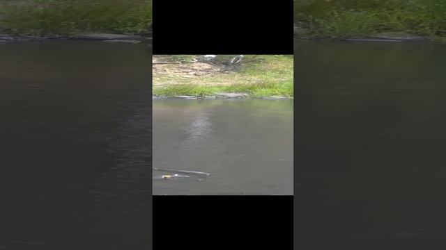 Убивает реки Распадская!     Междуреченск. Экология.