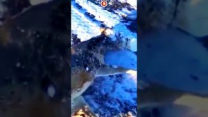 Спасение Оленя t -60°C Замерзал на трассе. Якутия. Россия.