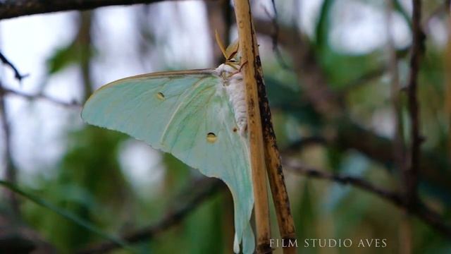 Павлиноглазка Артемида (Actias artemis) | Film Studio Aves