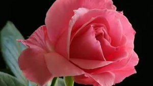 МАЛЕНЬКИЙ ЦВЕТОК!