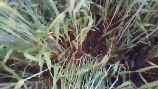 Озимая пшеница одесская " Журавка" 3 га смотреть онлайн