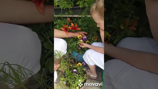 Загадки цветочного мира номер 31 АНЮТИНЫ ГЛАЗКИ. Мифы и легенды в видео для детей и взрослых смотреть онлайн