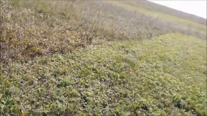 МР-155 Установка коллиматора без переходников на "ластохвост"