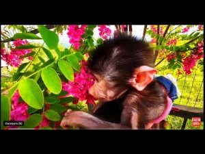 Ангелина и Люся пришли проведать БЕЛОГО  ЁЖИКА  Снежу!