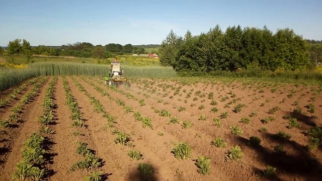 ЗАКЛЮЧИТЕЛЬНАЯ ОБРАБОТКА УЧАСТКА ЕЖАМИ / Самодельный минитрактор из мотоблока смотреть онлайн