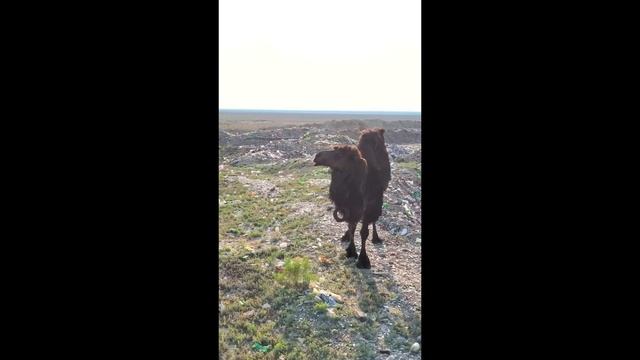 А вы знаете, что находится прямо за автоцоном города Актау? смотреть онлайн