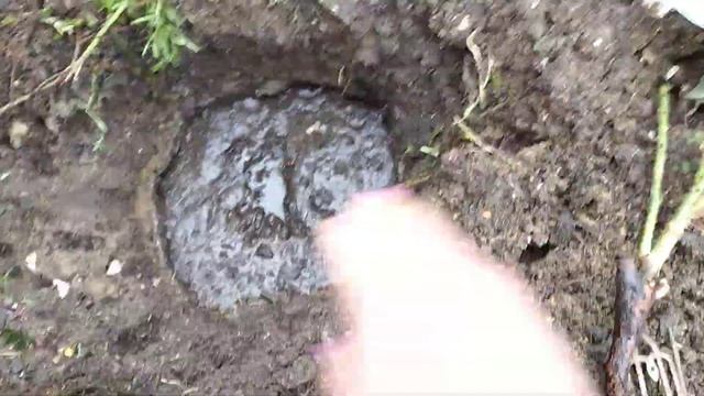 Секреты правильной посадки ,саженцев роз ! Цветение Фламментанца ! смотреть онлайн