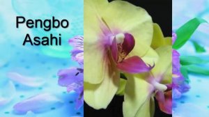 Орхидея. Каталог орхидей фаленопсис. Часть 5. Находите своих красавиц!